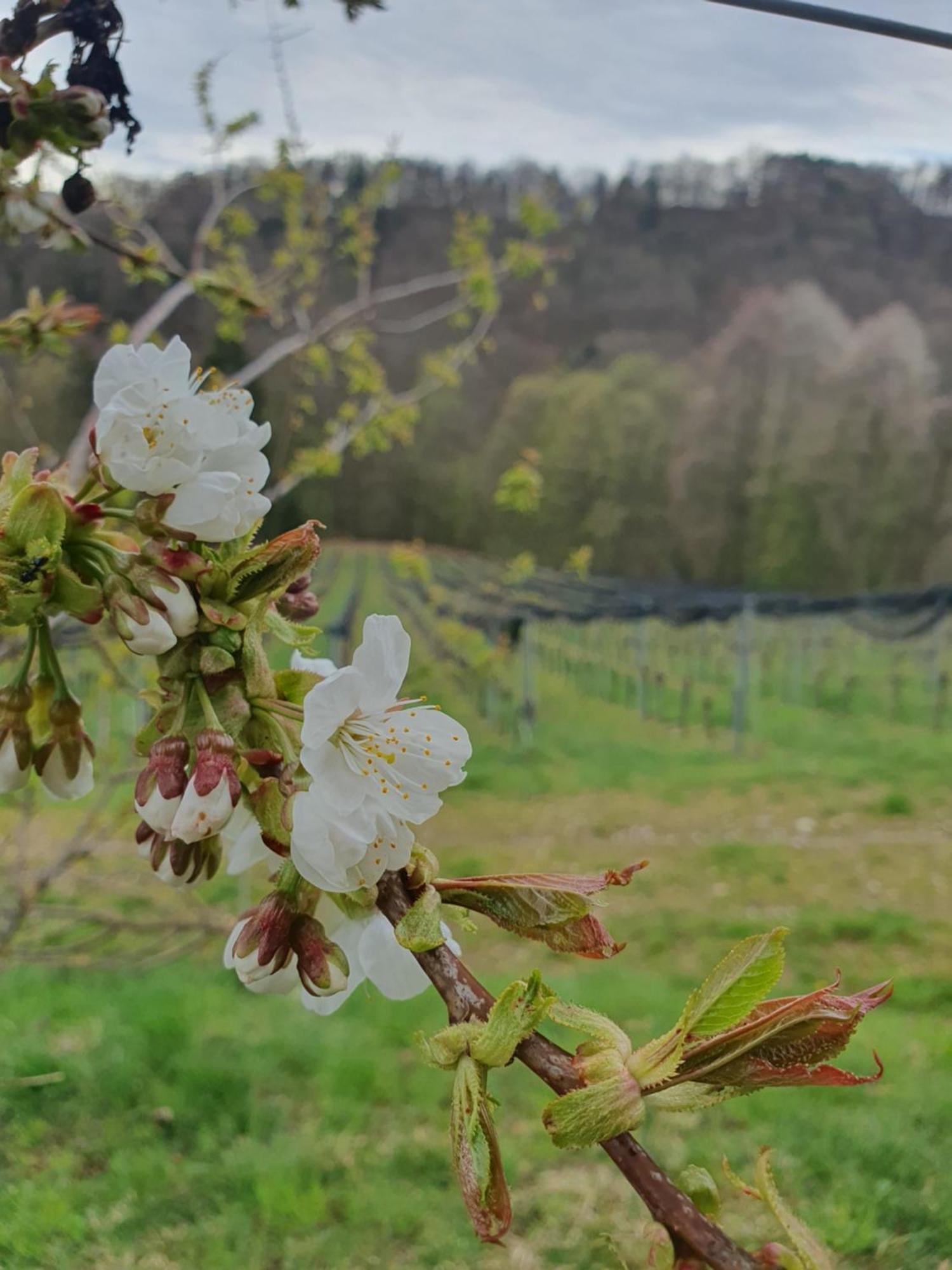 דירות ליבניץ Weingut Pugl מראה חיצוני תמונה